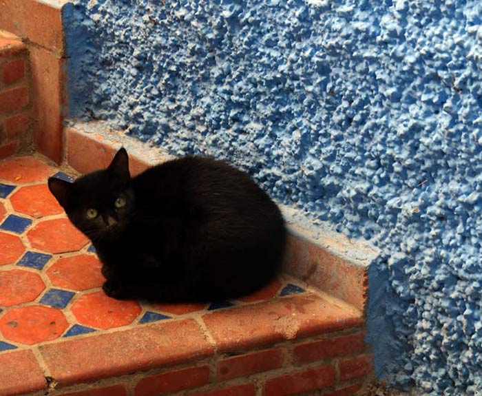 Black Cat sitting in the sun in the Blue City of Chefshaouen.