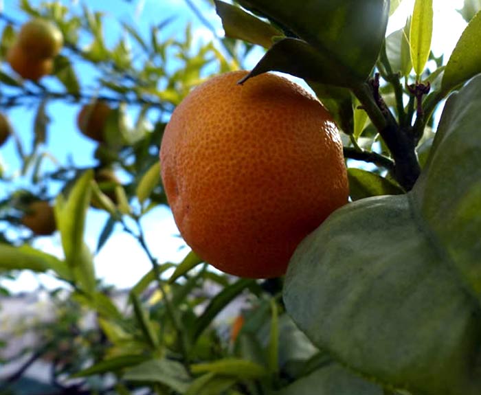 A large fresh orange hanging in a tree with diffused light coming through the green leaves