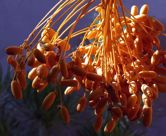 Luminous hanging date pods in the Medina.