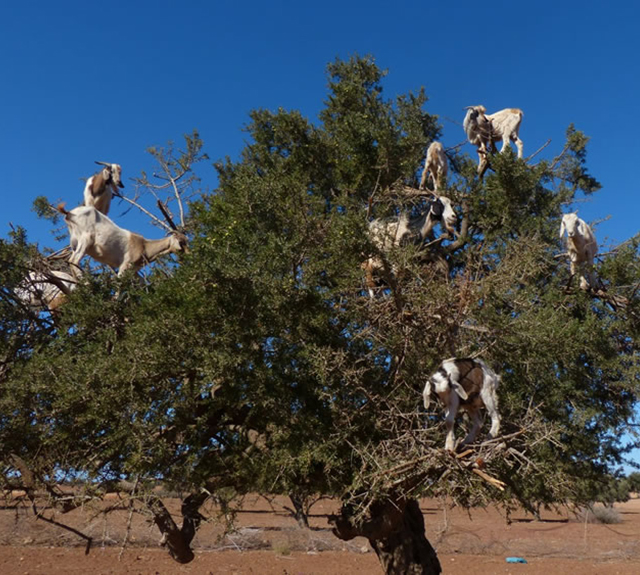 Tree of Goats, Morocco. 