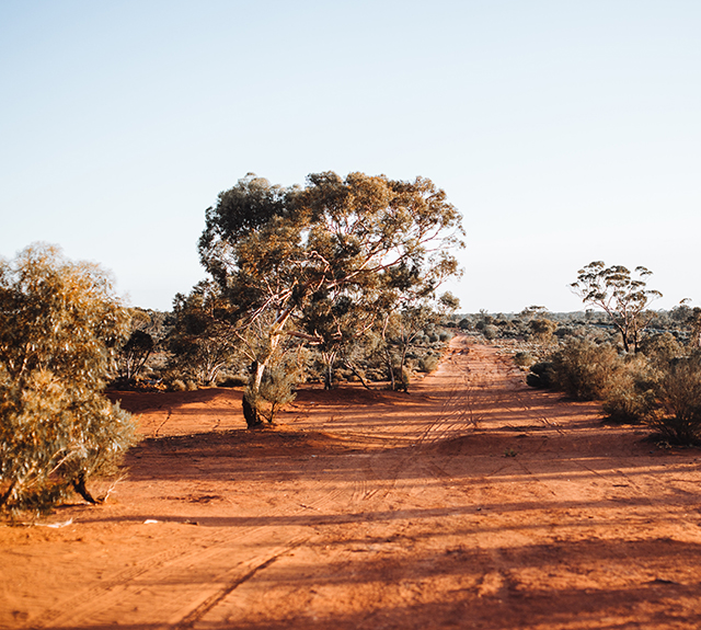 Exotic trees growing in national park on a sunny day