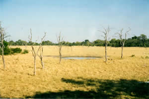 The Savuti Pan in 1997