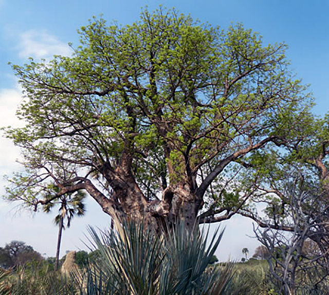 Baobab Tree in Southern Africa