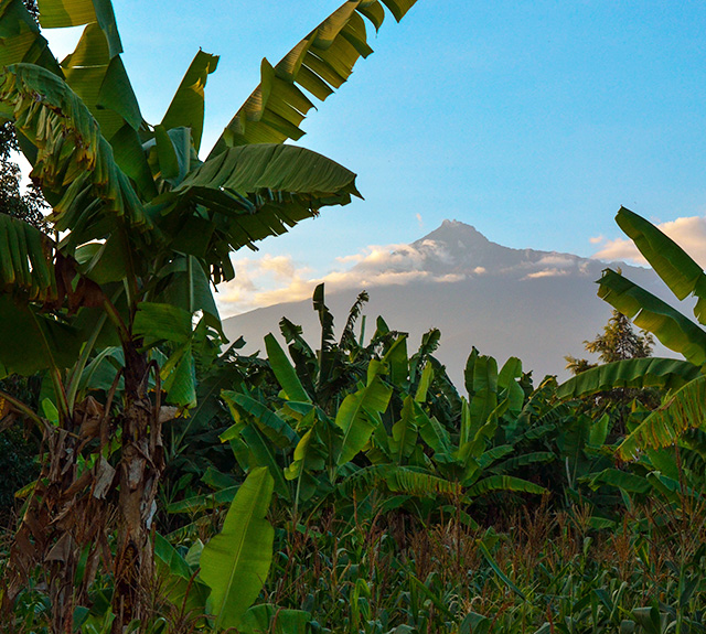 Banana Trees Under the Clear Sky