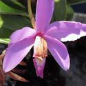 Amazonian Cattleya jongheana Plant