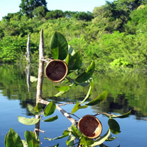 Flora on a lush bank.