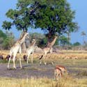 Giraffes on the savanna on a walking safari