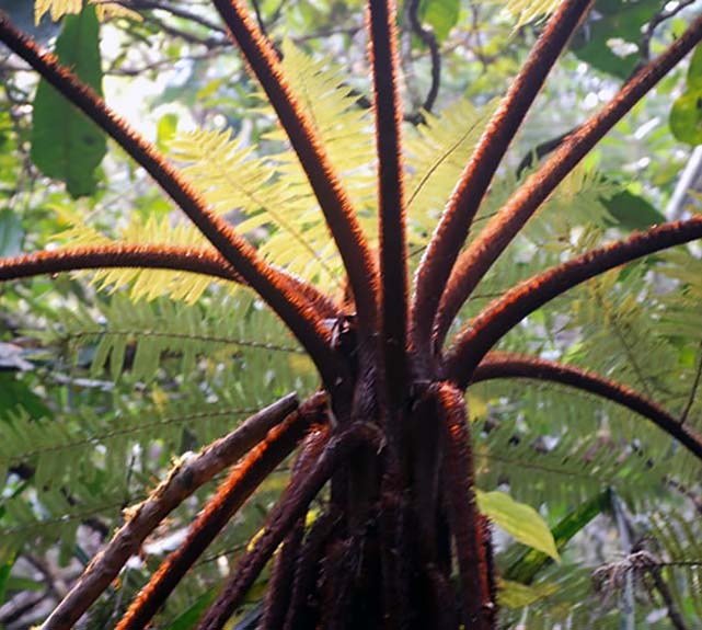 Tropical Tree Madagascar