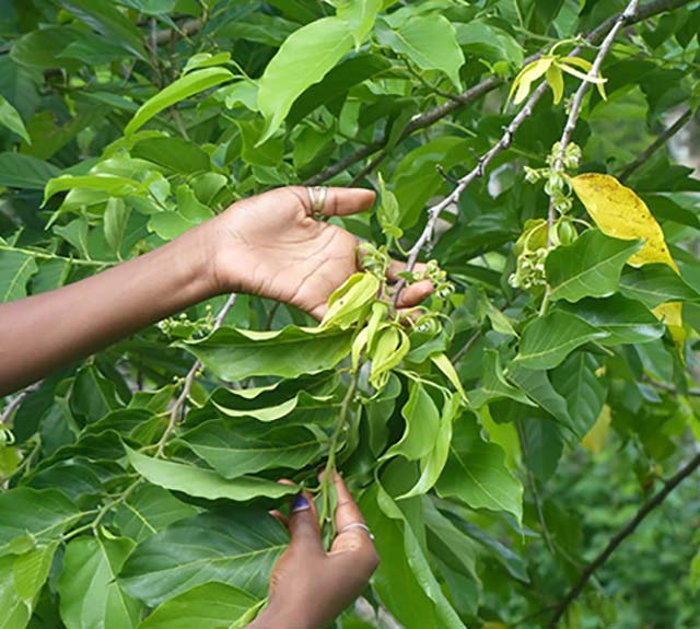 Ylang-yiang Tree