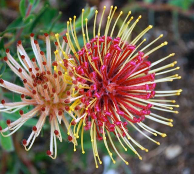 Yellow and hot pink flowers with spikes.