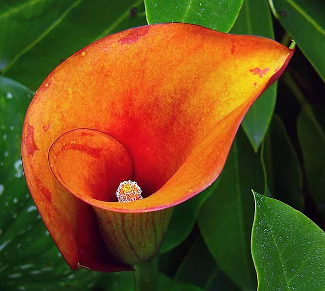 Orange calli lily surrounded by green leaves