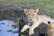 Lion cub near stream at Chitabe camp.