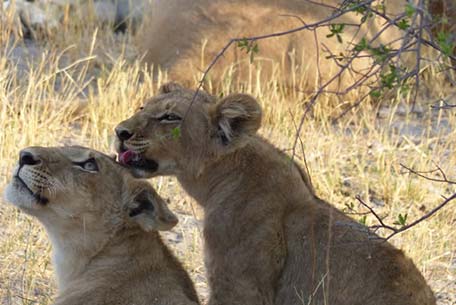 Two lions in Botswana with gold light and grass behind them.