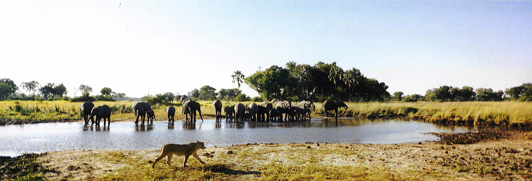 Scene of a Safari with elephants and a lion at watering hole.