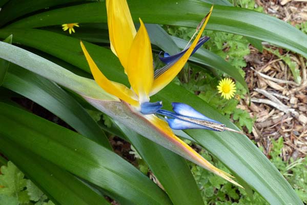 Small yellow and blue flower.