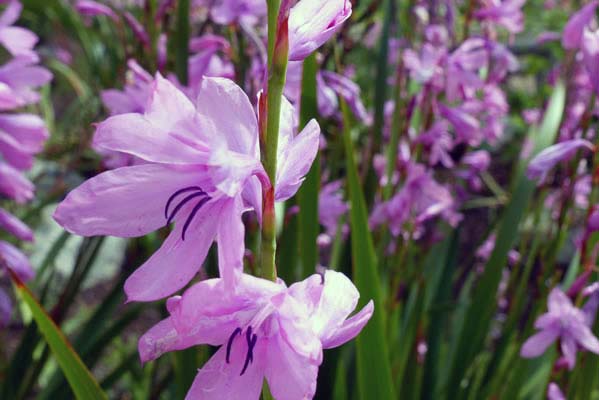 Watsonia Borbonica - Cape Bugle-Lily.