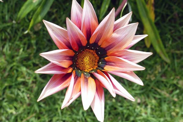 Pink Gazania Rigens flower in bloom.
                      