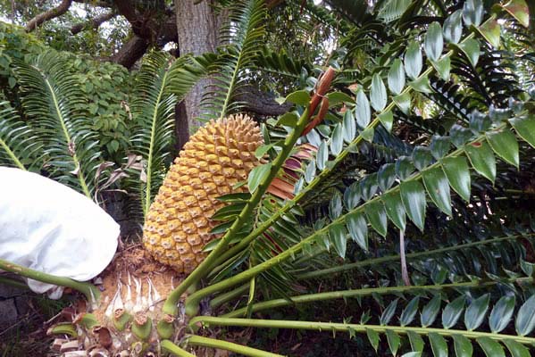 Encephalartos lebomboensis - Lebombo Cycad fruit.