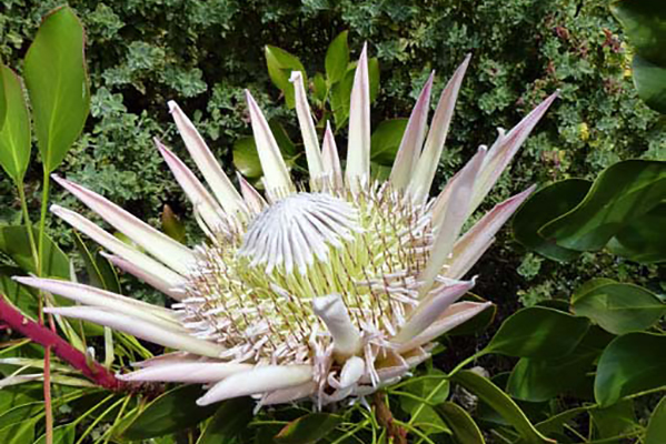 Protea cynaroides blossom — a light spiked flower.