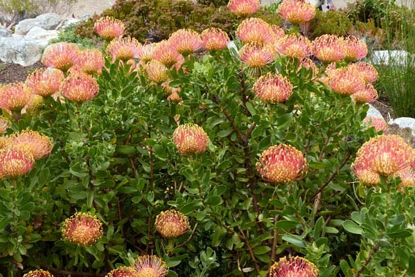 Leucospermum-Pincushions 'Scarlet Ribbon' flower