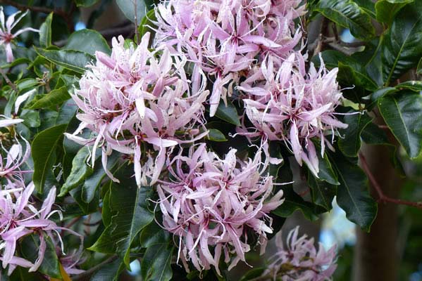 Calodendrum capense—Cape Chesnut blossom.