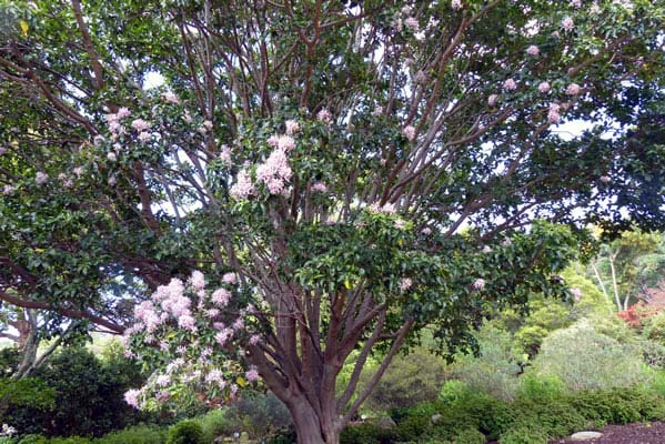 Calodendrum capense flowering tree.