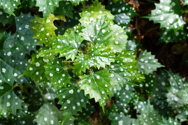 Lush green leaves spotted with dew.