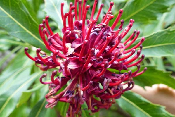 Bright pink Spider flower.