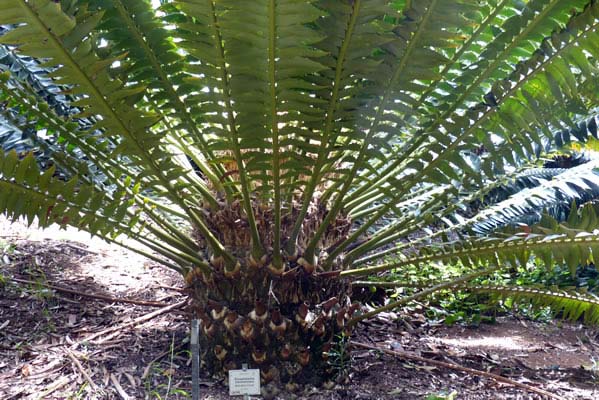 Encephalartos paucidentatus is a species of cycad. Green fronds and pineapple like body.