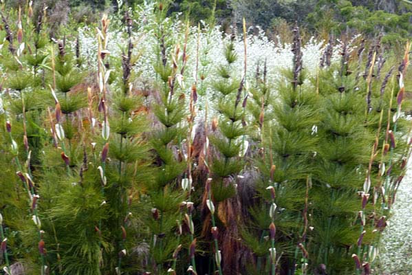 Horsetail, Elegia carpensis.