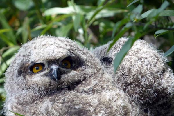 Capetown owl.