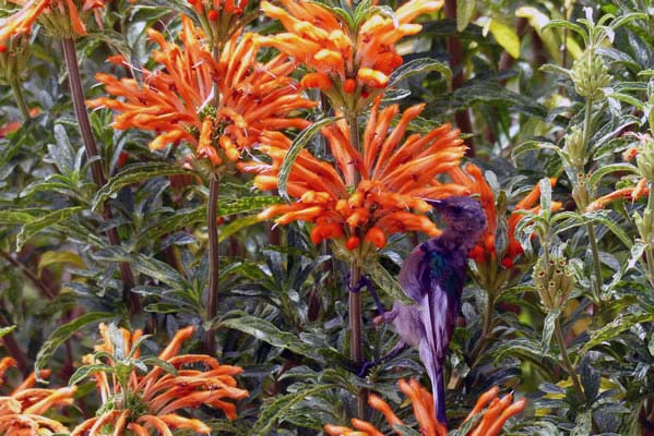 Lion's Ear, red-orange spiked flowers.