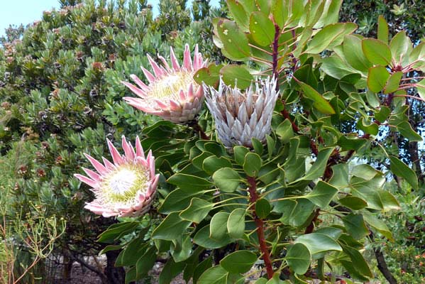 Golden Hawk Protea, a spiked white and soft pink tropical flower.