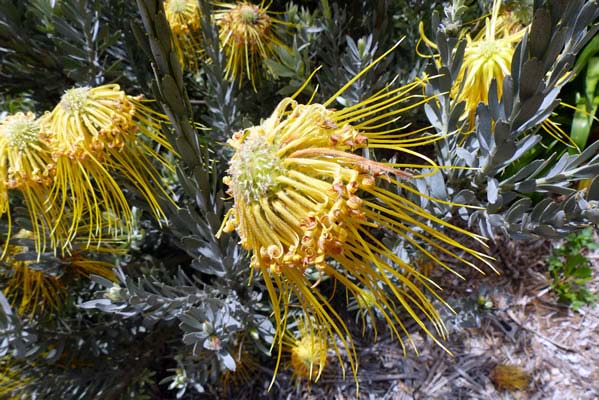 Yellow spiked flowers.