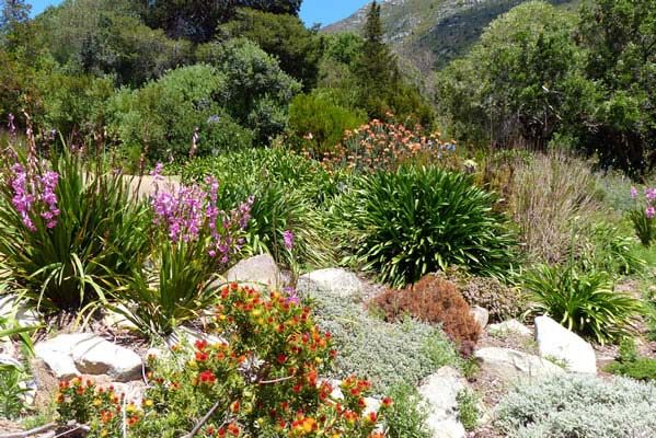 Landscape scene with flowers and tropical bushes.