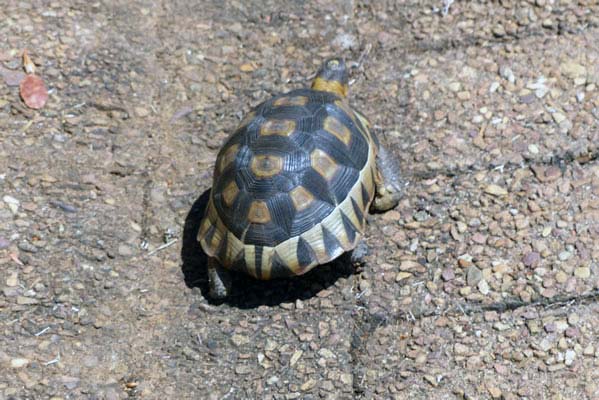 A small turtle walking in the sun.