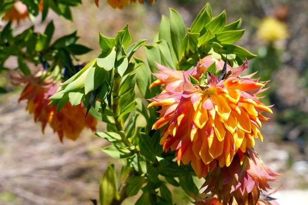 Russet and bright yellow Mountain Dahlia in garden.