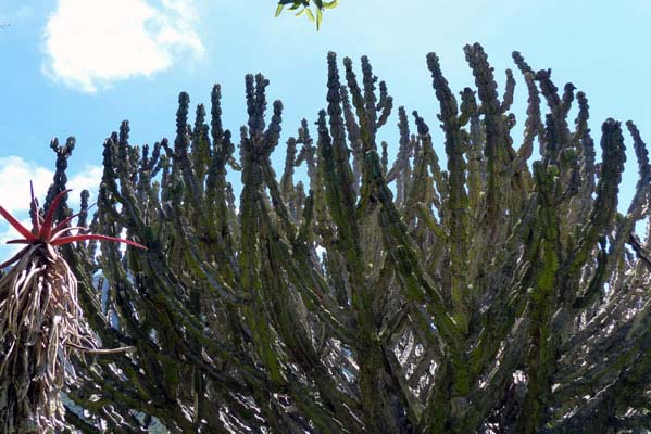 Spiked green bushes.