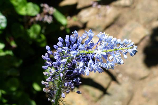 Blue flower.