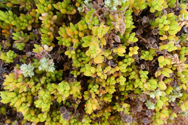 Succulent green leaves.