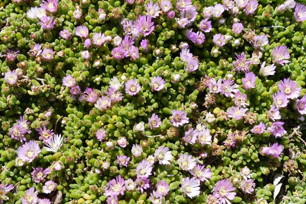 The trailing Iceplant, hardy iceplant or pink carpet plant.