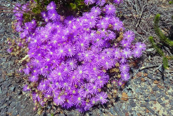 Starry purple flowers.