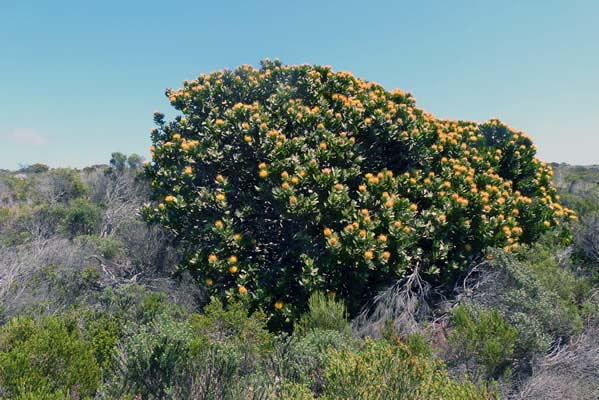 Leucospermum cordifolium floral tree.