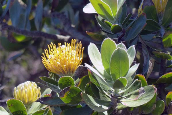 Leucospermum cordifolium Golden flower closeup.