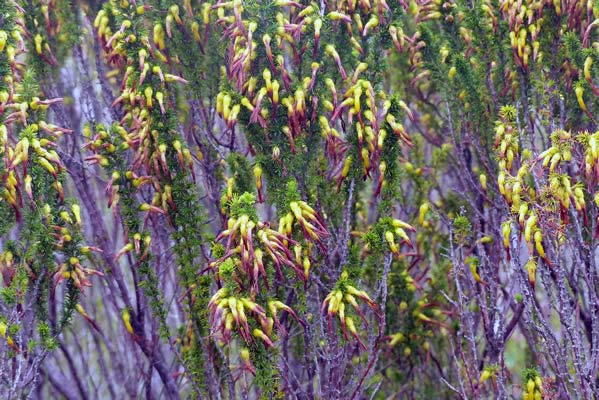 Tiny yellow flowers on thin stems.