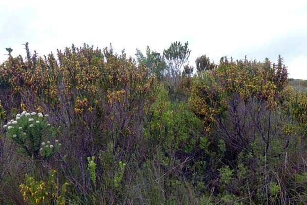 Woody bushes with small flowers.