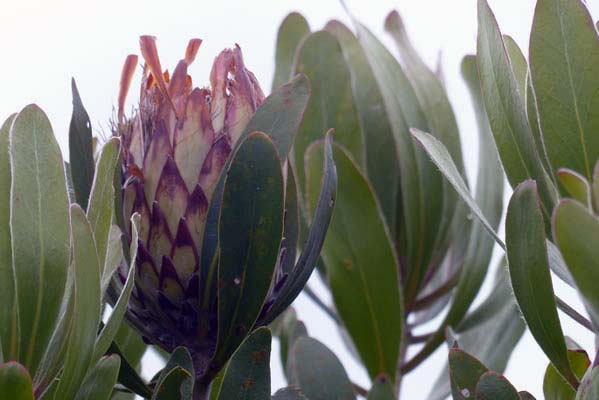 King protea bud.