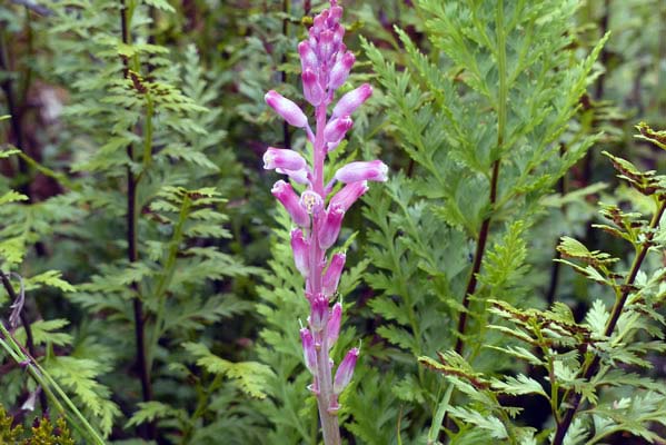 Lachenalia blossom.