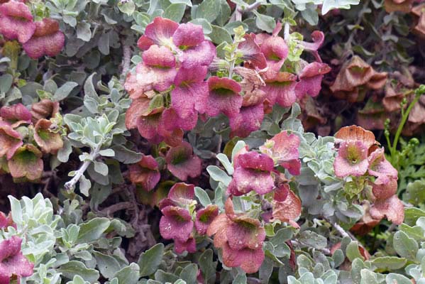 Pretty pink flowers.