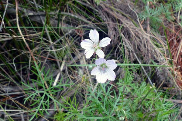 Dainty flowers.